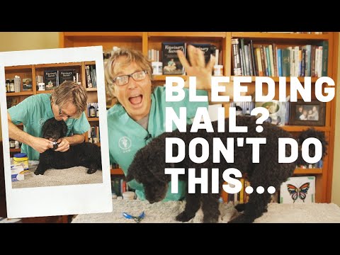 Video: Zeptejte se veterináře: Co mám dělat, když budu řezat nehty svého psa příliš krátce?
