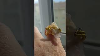 Gökkuşağı Yaprak Kalsedon Yüzük Tasarımım Üzük Itasarım