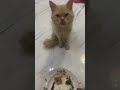terlalu nurut untuk seekor kucing