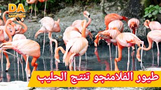 طائر فلامنجو يستطيع المشي فوق الماء | Greater Flamingo | العربية الوثائقية