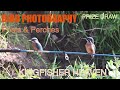 Bird Photography. Posts and Perches