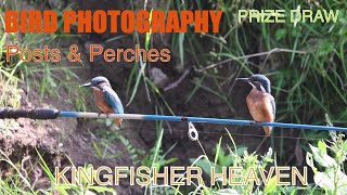 Guide To Using Posts and Perches in Bird Photography (Full Kingfisher Setup)