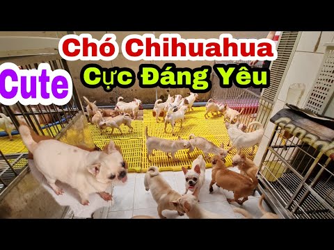 Video Đột Nhập Trại Nuôi Hàng Trăm Chú Chó Chihuahua Thuần... - youtube