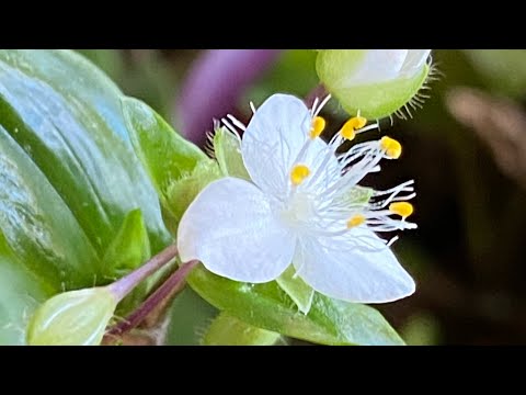 Tradescantia fluviatile. Delicate bloom!