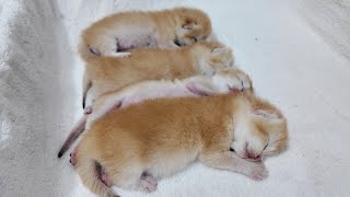 Four beautiful little kittens have sweet dreams.so cute