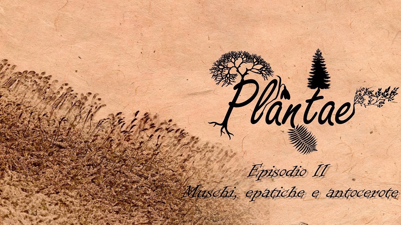 Plantae - Episodio II: muschi, epatiche e antocerote