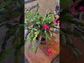 Thanksgiving Cactus Blooming!!!