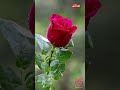 انت وردتي المميزة