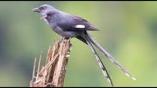 suara kicAuAn burung paling merdu di dunia untuk terapi, rileksasi atau masteran burung kicau #3