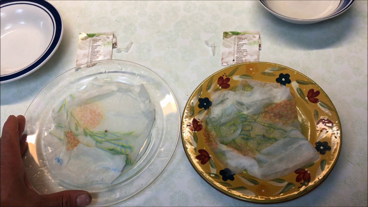 100% Germination method and faster germination (w/ Stardawg & Gorilla Glue)