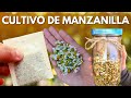 Cultiva manzanilla en poco espacio y cosecha en 45 das