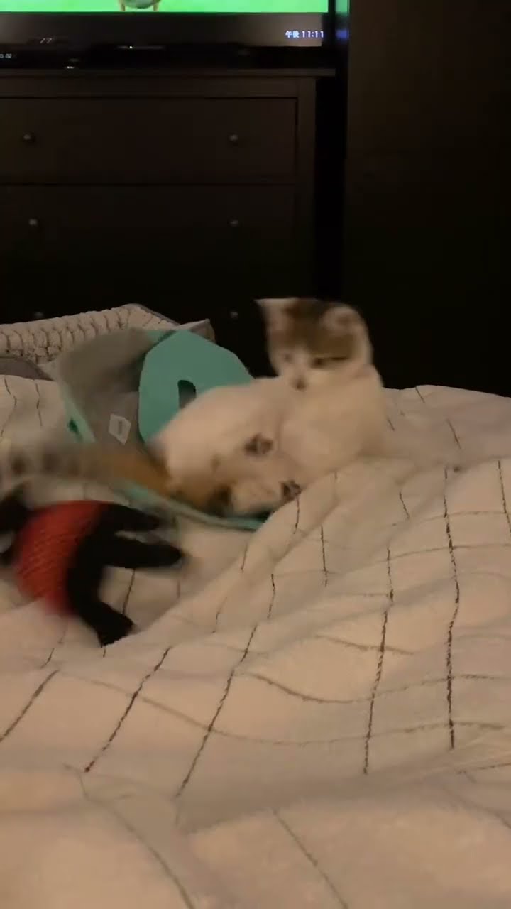 Très drôle le chat Funny #cat