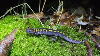 SPOTTED SALAMANDER - Ambystoma maculatum