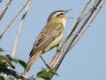 Sedge Warbler Sedge Warbler