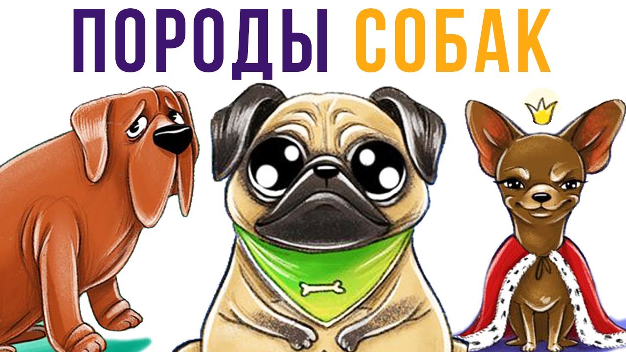 покажу и расскажу обо всех породах собак