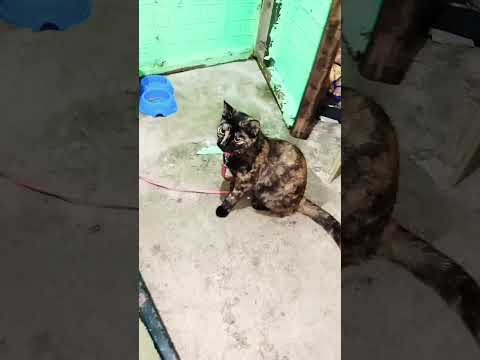 My Cat Bibi Pakul She Want To Play Now Cat Cats Catshorts Catvideos Catlovers