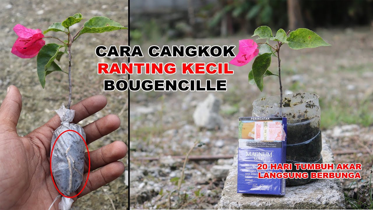 Cara Cangkok Ranting Bougenville, Sudah pasti Tumbuh langsung berbunga