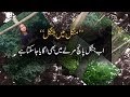 First Urban Forest in Lahore | Bipta | Mahrosh Khan