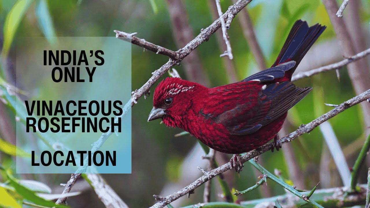 Only Place in India to See This | Vinaceous Rosefinch in Nainital | IRarest Winter Migrant Bird