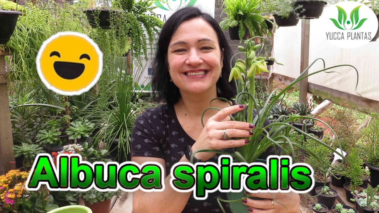Albuca Spiralis - Uma maravilha de suculenta!