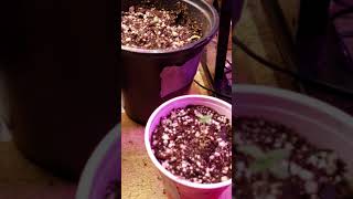 New life in the weed garden!!!