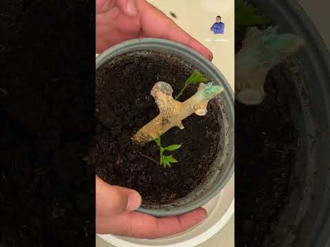 زراعة الليمون والبرتقال بالعقلة