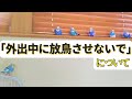 「外出中に放鳥させないで」について