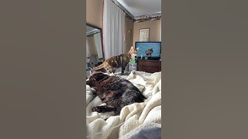 Waarschuwingen Kat is op de uitkijk || ViralHog