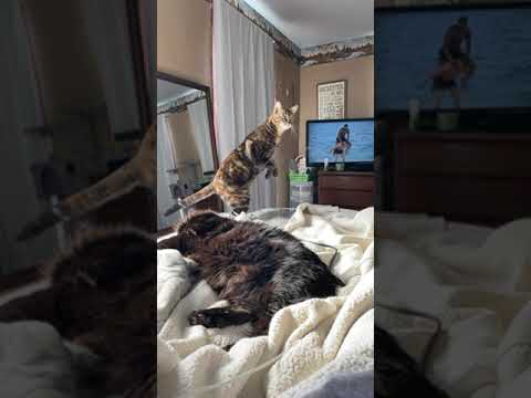 Cautions Cat Is