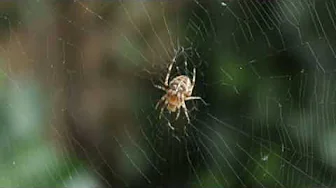 LUDWIG VAN BEETHOVEN - FUR ELISE & a photo of a spider in my neighbourhood. Hi Spider, How are you?