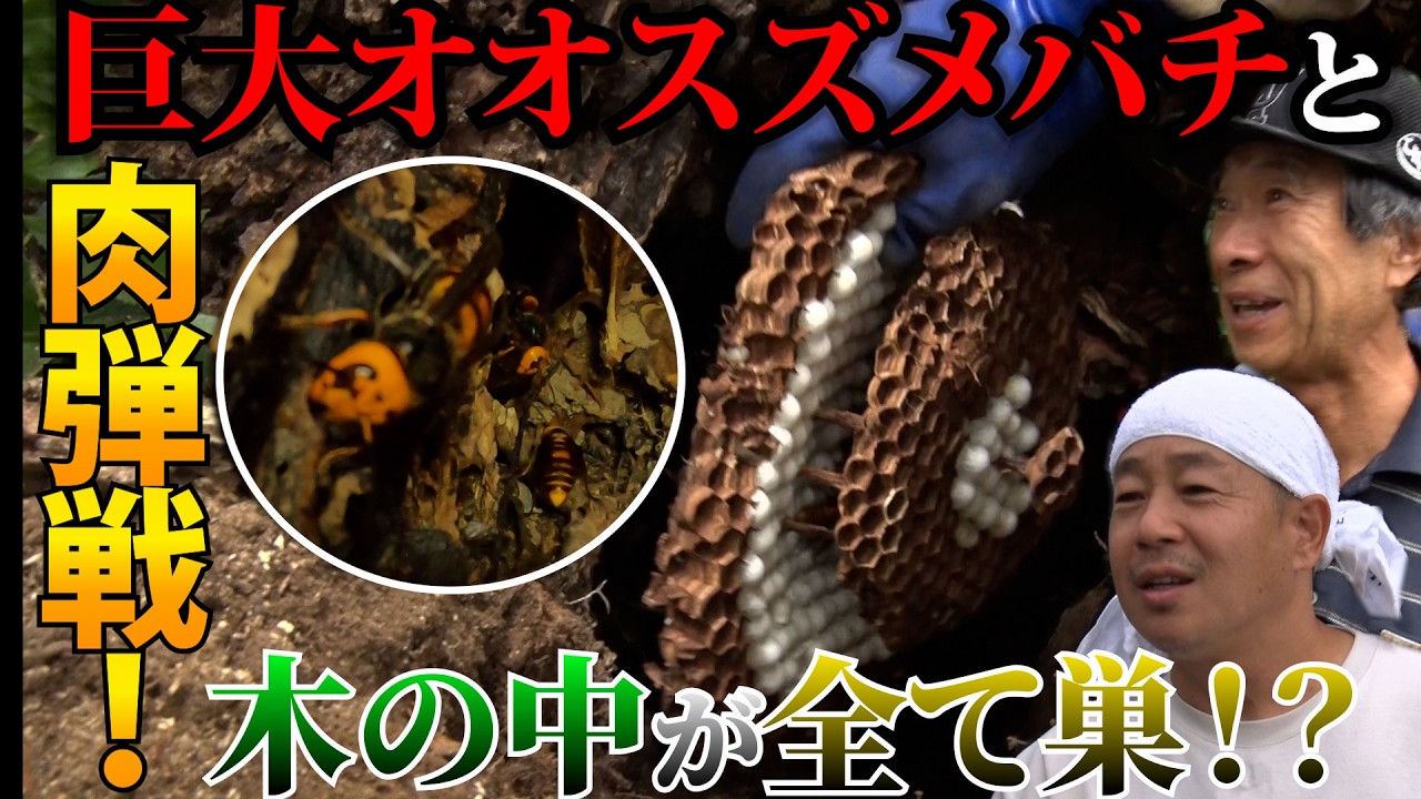 【前代未聞】木の中が丸ごと巣…過去最大のオオスズメバチ12段を完全捕獲せよ！