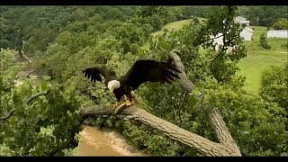 Decorah Eagles- Mom And Eaglets- Highlights Of A Good Day