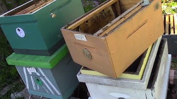 How I checkerboard a Double Deep 8 frame honey bound  hive with an added deep 8 frame box & info.