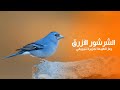 طائر الشرشور الأزرق هو رمز الطبيعة لجزيرة تينيريفي الإسبانية كويست عربية Quest Arabiya 