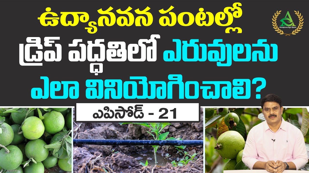 ఎపిసోడ్ 21_ఉద్యానవన పంటల్లో డ్రిప్ ఎరువులను ఎలా వినియోగించాలి? | Annapurna Agri Space | Agriculture