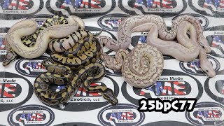 25bpC77 fm Pastel Desert Ghost Het Clown x m Bamboo Pastel Crypton Het Desert Ghost