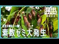 【昆虫 MANIAC開幕記念】素数ゼミ大発生！！