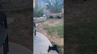 Cute Puppies!