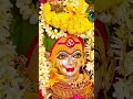 कारभारी चला की जाऊया #shortvideo #aaikalubai #maharashtra #song #marathi #tuljabhavaniwhatsappstatus