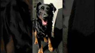 Jessie, The Jagd Terrier, Does The Monster Mash.