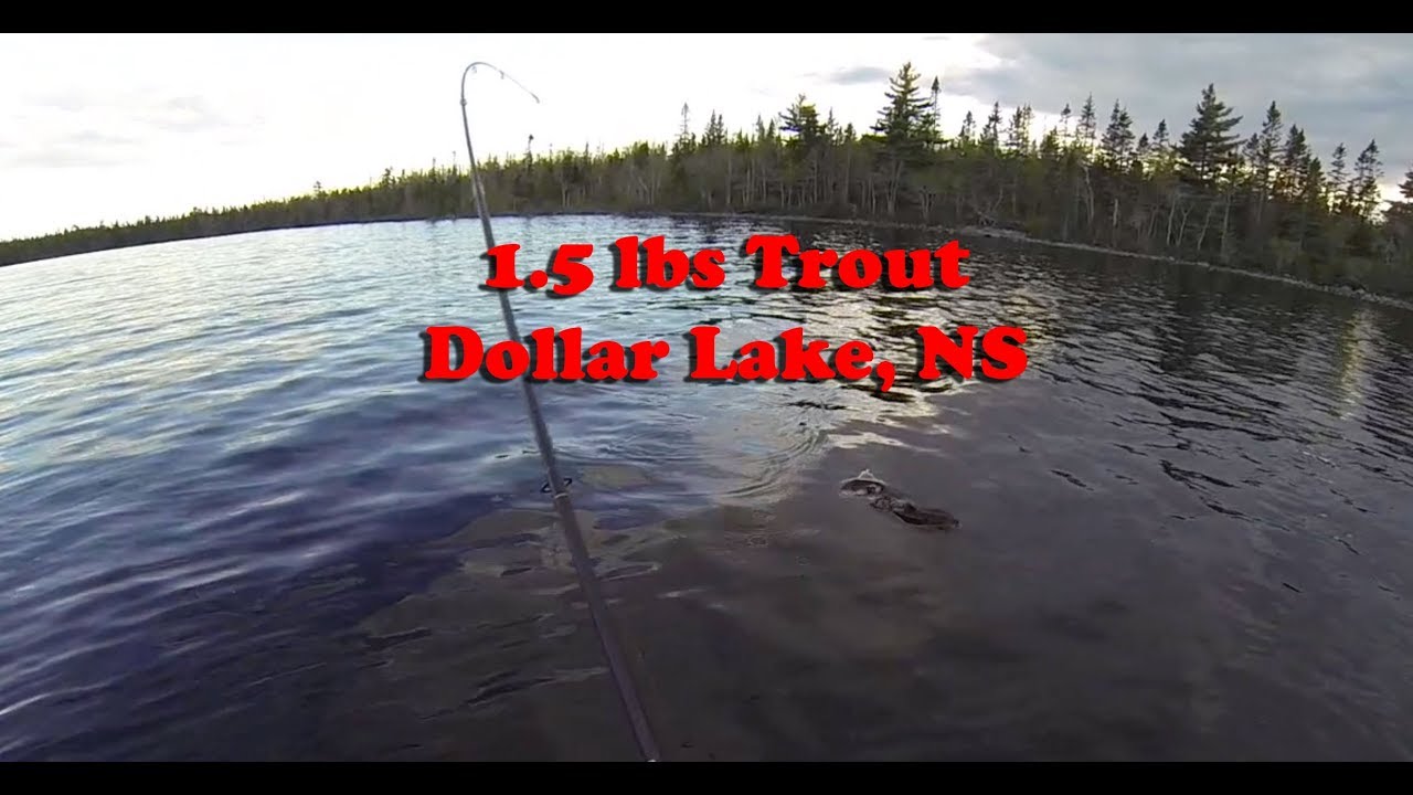 Wild Nova Scotia Big Trout YouTube
