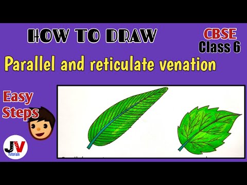 Parallel and reticulate venation diagram|how to draw leaf venation ...