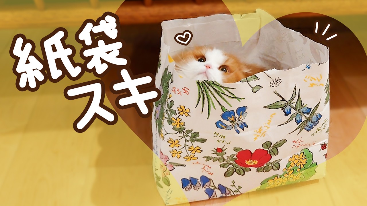 誕生日プレゼント完全敗北…紙袋に負けたおもちゃの末路