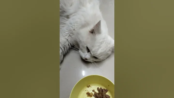 Watch the video about A 6 years old persian cat rescued #persiancat #rescuedcat