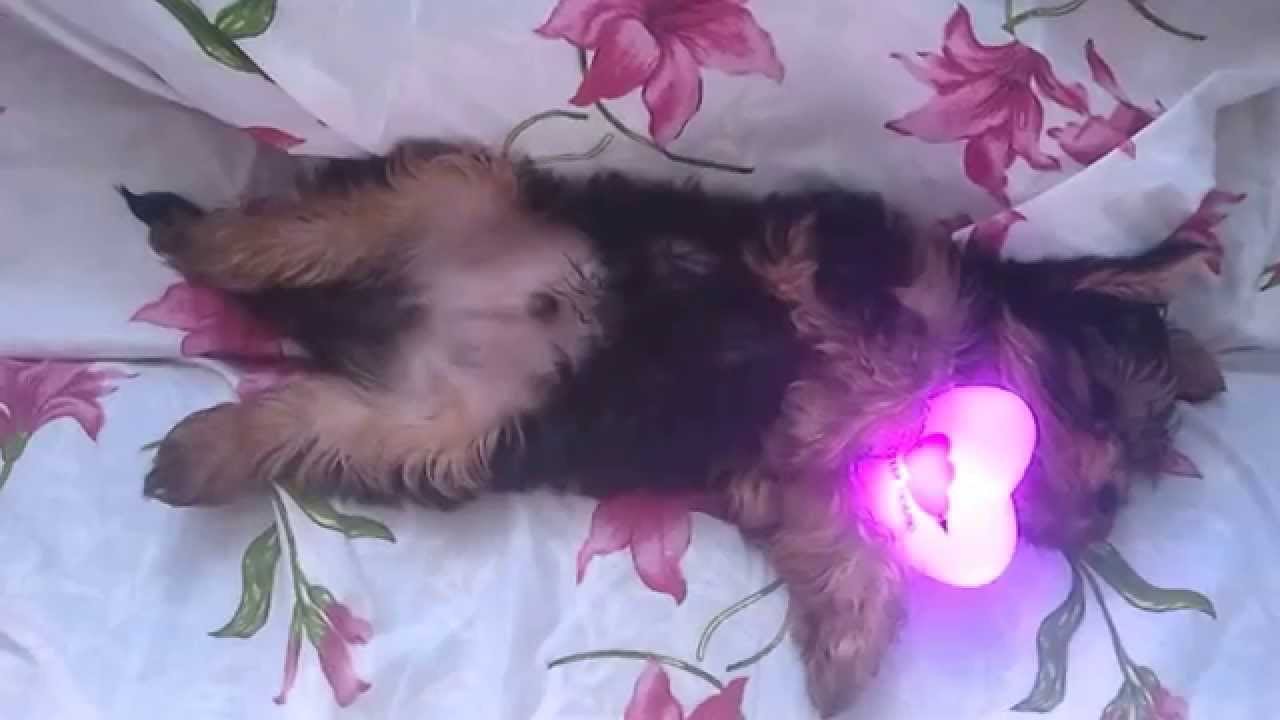 Спит на спине :) - YouTube