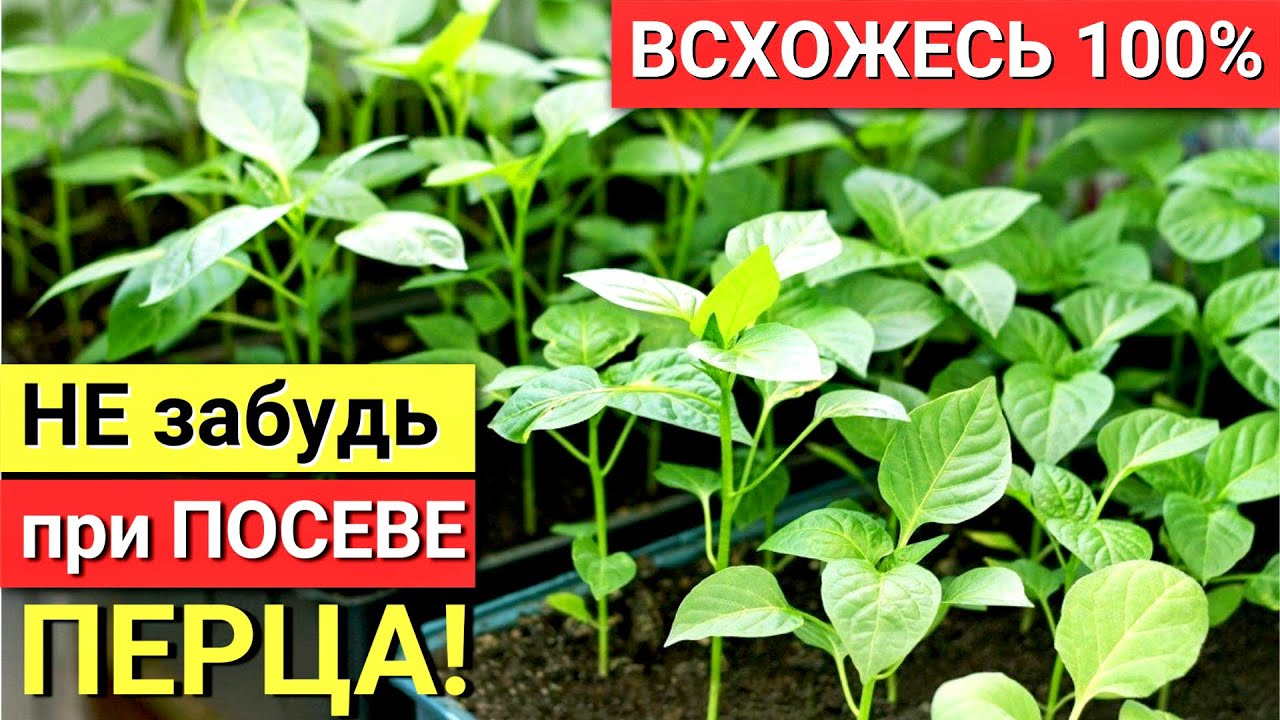 ПЕРЦЫ теперь СЕЮ только так! Взойдет КАЖДОЕ семя! Рассада НЕ ...