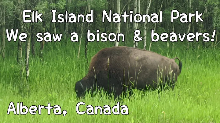 Things to do and see at Elk Island National Park in Alberta, Canada - Rambling with Phil