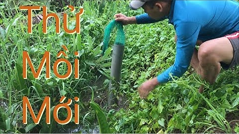Đặt trúm lươn bằng mồi ốc lạ và kết quả bất ngờ
