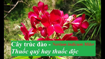 Cây trúc đào - Thuốc quý hay thuốc độc