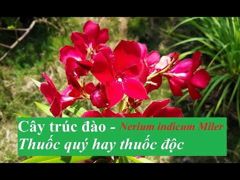 Video: Cây Trúc Đào Trong Cảnh - Những Bộ Phận Nào Của Cây Trúc Đào Có Độc